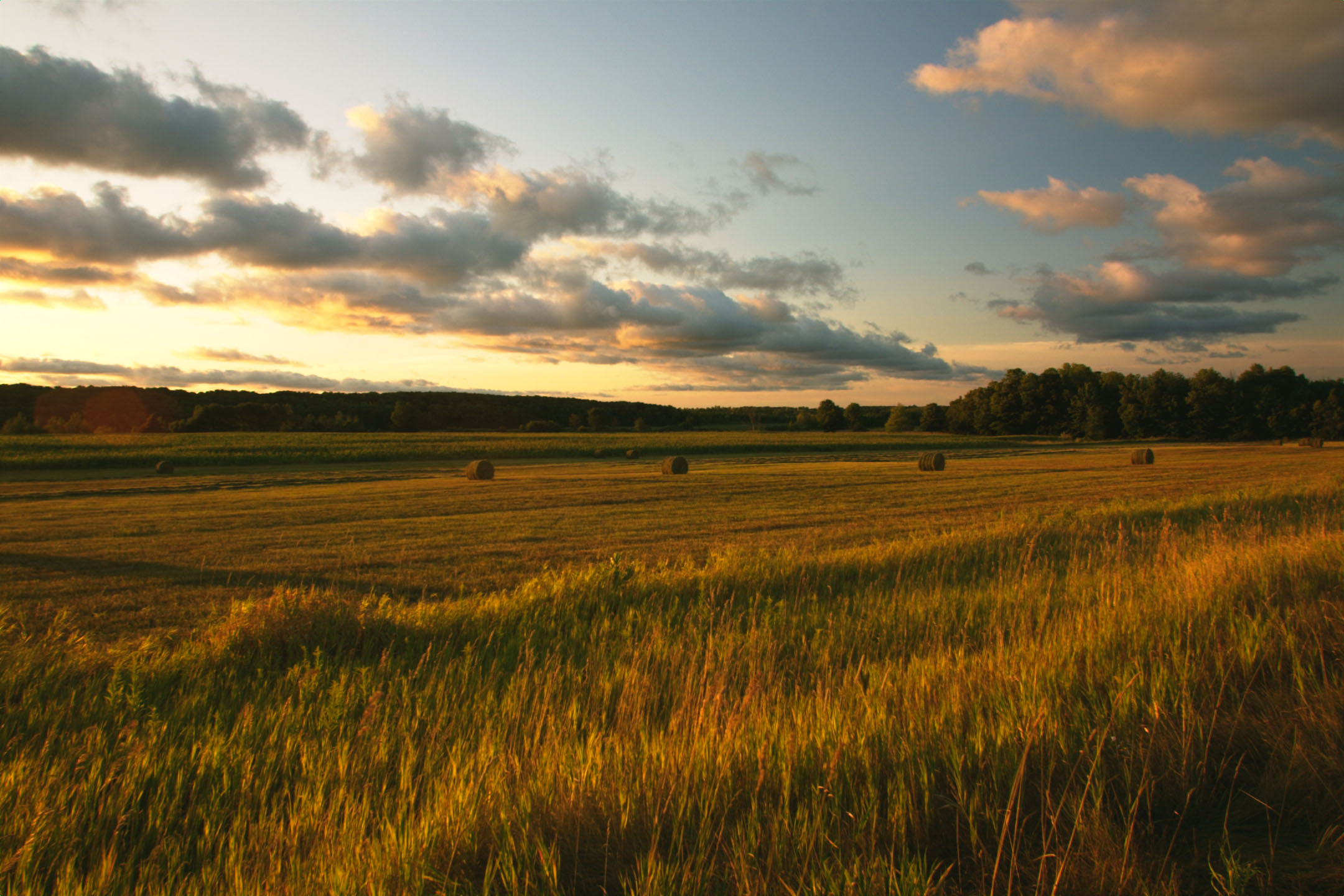 These fields