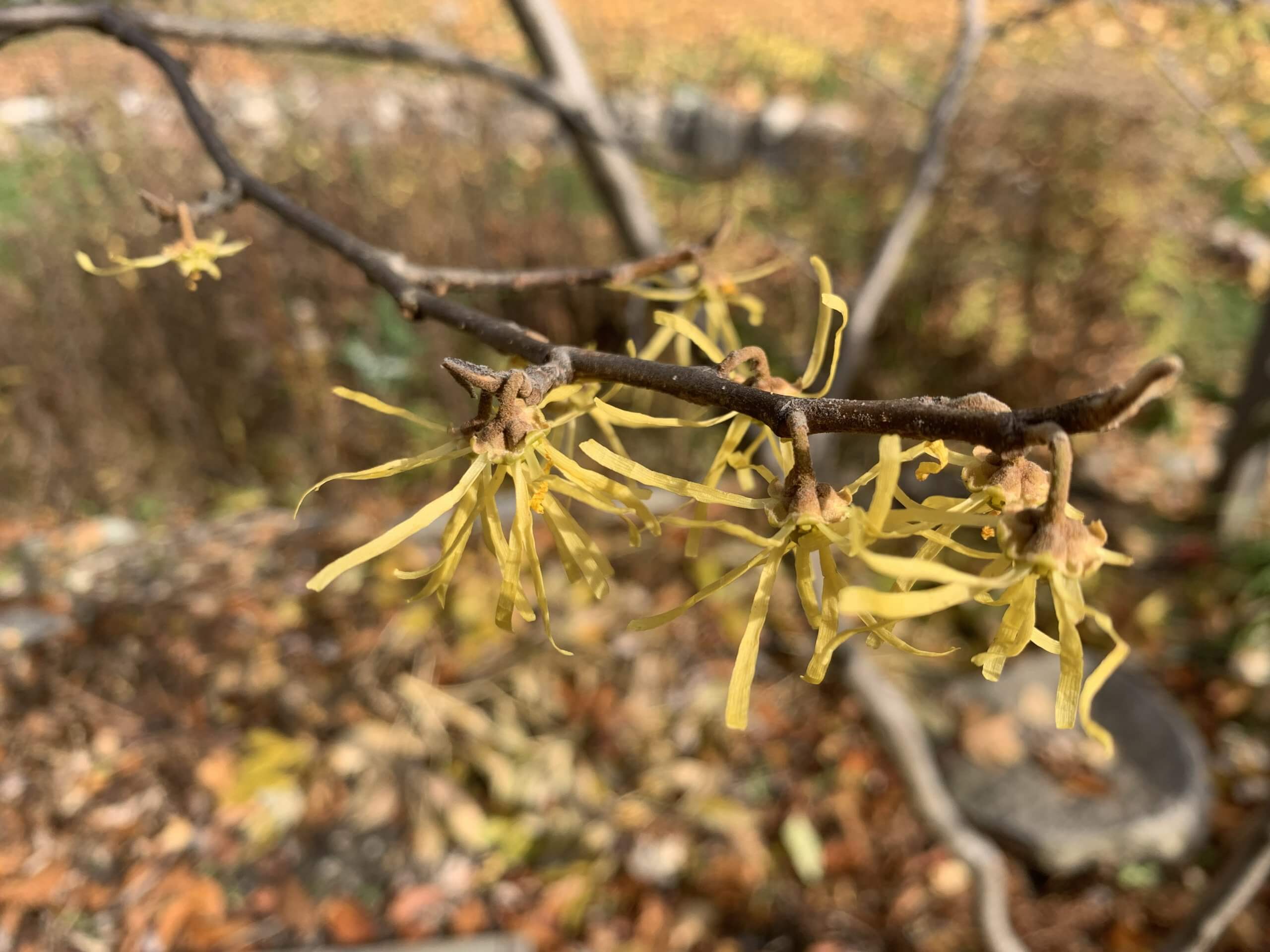 witch-hazel-blooms-grand-traverse-regional-land-conservancy-grand